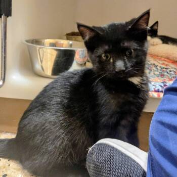 Rescue Domestic Short Hair Cats for Adoption in Madison, Wisconsin - Amos | PetCurious