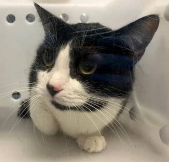 Star -  Domestic Short Hair Cat Available for Adoption - Star | PetCurious