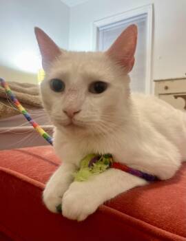 Rescue Domestic Short Hair Cats for Adoption in Philadelphia, Pennsylvania - Savannah | PetCurious