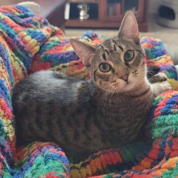 Rescue Domestic Short Hair Cats for Adoption in Quail Heights, Florida - Kit Kat | PetCurious