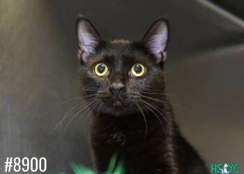 Kensington -  Domestic Short Hair Cat for Adoption in Fort Mill, South Carolina - Kensington | PetCurious