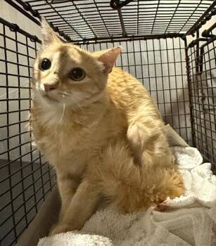 A820944 -  Domestic Short Hair Cat for Adoption in San Antonio, Texas - A820944 | PetCurious