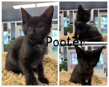 Pooter -  Domestic Short Hair Cat for Adoption in Pierceton, Indiana - Pooter | PetCurious