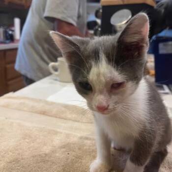 Amara -  Domestic Short Hair Cat for Adoption in Melbourne, Kentucky - Amara | PetCurious