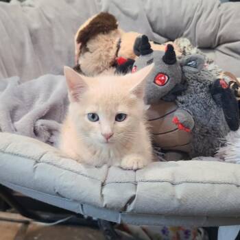 Calvin -  Domestic Short Hair Cat for Adoption in Layton, Utah - Calvin | PetCurious