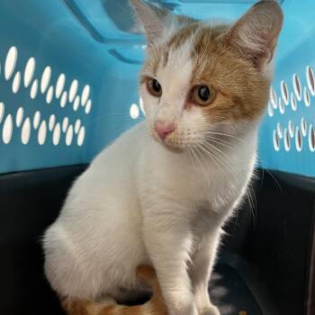 Domestic Short Hair Cats Available for Adoption in Clearwater, Florida - Hilary | PetCurious