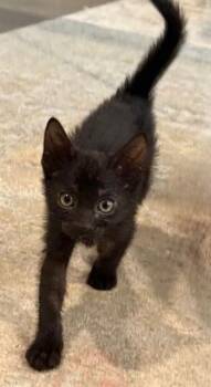 WYNKEN -  Domestic Short Hair Cat for Adoption in Tallahassee, Florida - WYNKEN | PetCurious