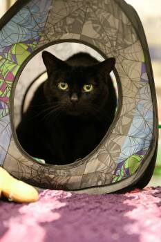 Rescue Domestic Short Hair Cats for Adoption in London, Ontario - Miracle | PetCurious