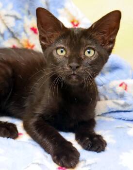 Countess -  Domestic Short Hair Cat for Adoption in Tierra Verde, Florida - Countess | PetCurious
