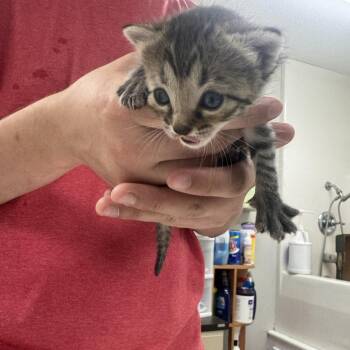 Cheyenne -  Domestic Short Hair Cat for Adoption in Starkville, Mississippi - Cheyenne | PetCurious