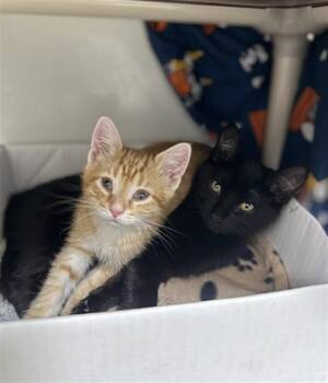 Domestic Short Hair Cats Available for Adoption in Boston, Massachusetts - RICOTTA | PetCurious