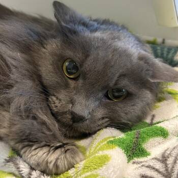 Marlboro -  Domestic Long Hair Cat for Adoption in Matteson, Illinois - Marlboro | PetCurious
