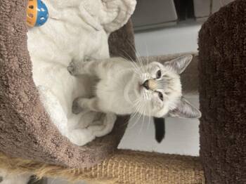 Rescue Siamese Cats for Adoption in Palmetto, Florida - Calypso | PetCurious