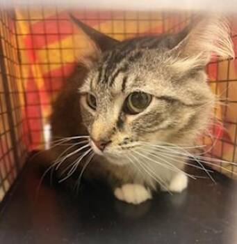 Domestic Medium Hair Cats Available for Adoption in Fort Myers, Florida - JAKE | PetCurious