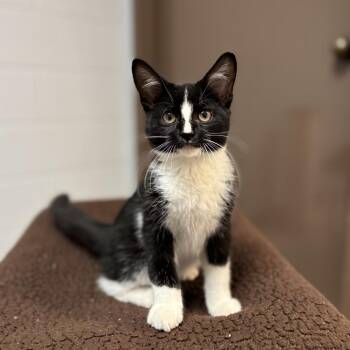 Shrimp -  Domestic Short Hair Cat for Adoption in Fargo, North Dakota - Shrimp | PetCurious