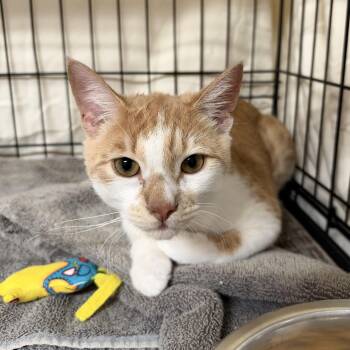 Tarzan -  Domestic Short Hair Cat for Adoption in Clifton, New Jersey - Tarzan | PetCurious