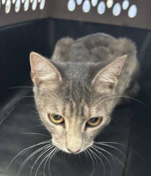 Domestic Short Hair Cats Available for Adoption - IVY | PetCurious