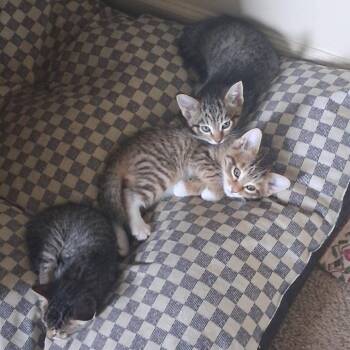 Soy-C -  Domestic Short Hair Cat Available for Adoption in East St. Louis, Illinois - Soy-C | PetCurious