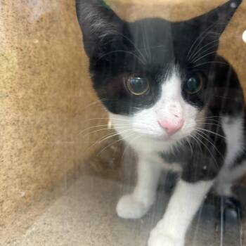 Island -  Domestic Short Hair Cat for Adoption in Philadelphia, Pennsylvania - Island | PetCurious