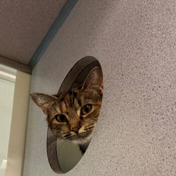 Happy -  Domestic Short Hair Cat for Adoption in Quakertown, Pennsylvania - Happy | PetCurious