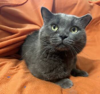 Rescue Domestic Short Hair Cats for Adoption in Columbus, Minnesota - Dusty Miller | PetCurious