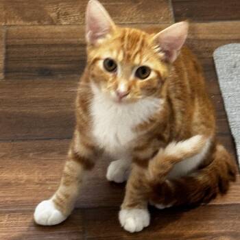 Hera - The orange queen -  Tabby Cat for Adoption in Fountain Valley, California - Hera - The Orange Queen | PetCurious