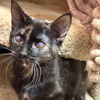 Kool-Aid - Friendly & playful -  American Shorthair Cat for Adoption in Flagstaff, Arizona - Kool-Aid - Friendly & Playful | PetCurious