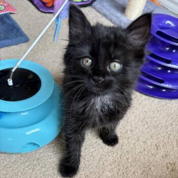 Domestic Medium Hair Cats Available for Adoption in San Antonio, Texas - Nova | PetCurious