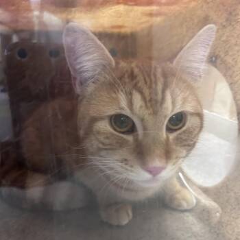 Rose -  Domestic Short Hair Cat for Adoption in Philadelphia, Pennsylvania - Rose | PetCurious