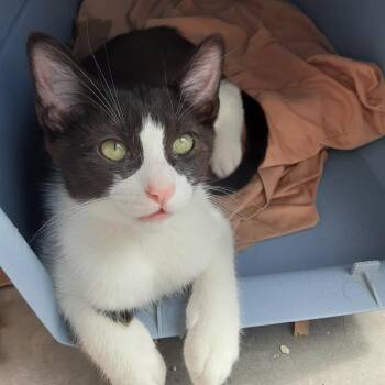 Rescue Domestic Short Hair Cats for Adoption in Salt Lake City, Utah - Galveston | PetCurious