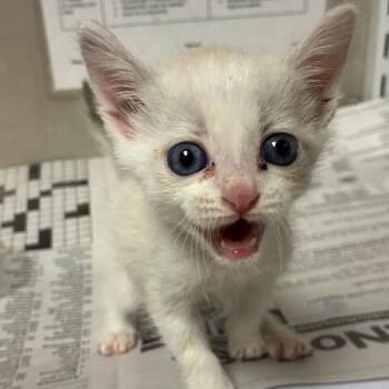 Puddle -  Domestic Short Hair Cat for Adoption in Yuma, Arizona - Puddle | PetCurious