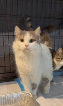 Domestic Short Hair Cats Available for Adoption - Claudette | PetCurious