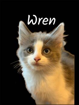 Wren -  Domestic Long Hair Cat for Adoption in Auburn, California - Wren | PetCurious