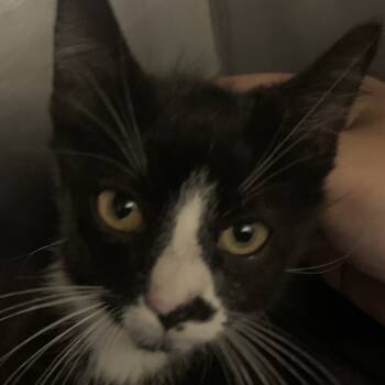 Rescue Domestic Medium Hair Cats for Adoption in Waldorf, Maryland - Blackberry | PetCurious