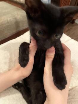 Solaris -  Domestic Short Hair Cat for Adoption in The Woodlands, Texas - Solaris | PetCurious