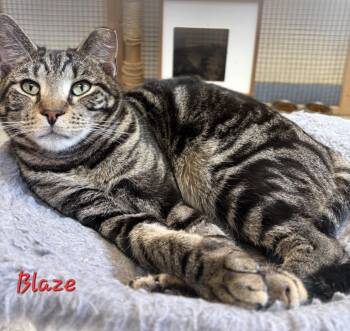 Rescue Domestic Short Hair Cats for Adoption in Aurora, Nebraska - Blaze | PetCurious
