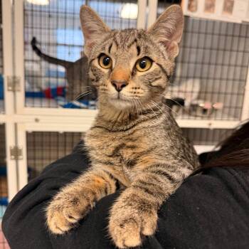 Domestic Short Hair Cats Available for Adoption - Dusk | PetCurious