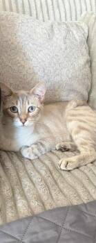 Siamese Cats Available for Adoption - Spring | PetCurious