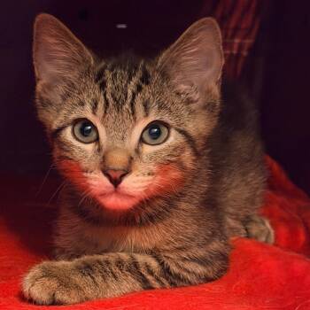 Desmond -  Domestic Short Hair Cat for Adoption in Hemet, California - Desmond | PetCurious