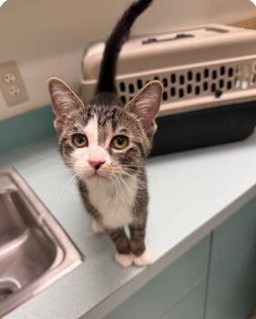 Domestic Short Hair Cats Available for Adoption - Sweetie | PetCurious