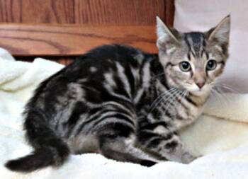 Grape -  Domestic Short Hair Cat for Adoption in Lexington, Virginia - Grape | PetCurious