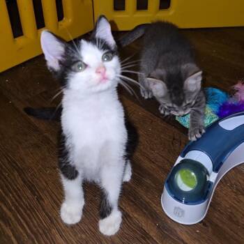 Rescue Domestic Short Hair Cats for Adoption in Fletcher, Oklahoma - MOCHA | PetCurious