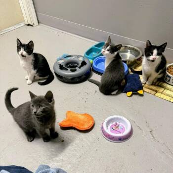 Domestic Short Hair Cats Available for Adoption in Rock Hill, New York - Selena | PetCurious