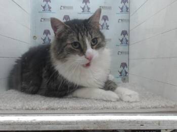Domestic Medium Hair Cats Available for Adoption in Orlando, Florida - OBI | PetCurious