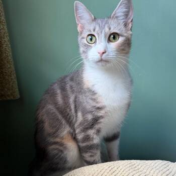 Heaven -  Domestic Short Hair Cat for Adoption in Middlebury, Vermont - Heaven | PetCurious