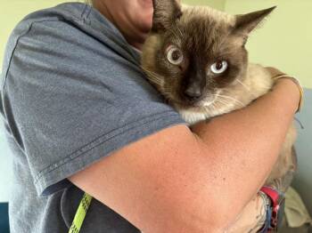 Sammy -  Siamese Cat for Adoption in Incline Village, Nevada - Sammy | PetCurious
