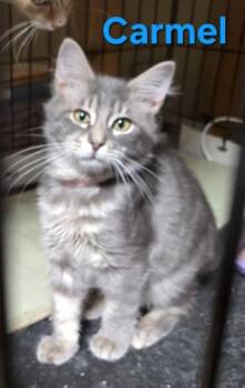 Rescue Domestic Medium Hair Cats for Adoption in Buena Vista, Virginia - Carmel | PetCurious