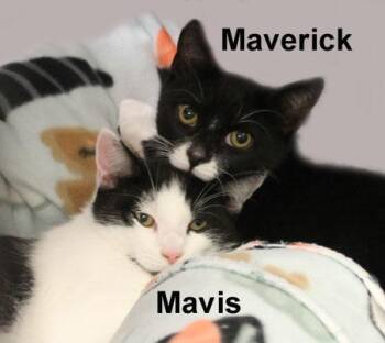 Maverick & Mavis Kent (sweet bonded brother and sister) -  Domestic Short Hair Cat for Adoption in Stowe, Pennsylvania - Maverick & Mavis Kent (sweet Bonded Brother And Sister) | PetCurious