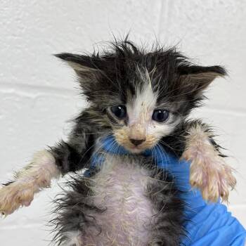 SVAS-Stray-39210 -  Domestic Medium Hair Cat for Adoption in Lyndhurst, Virginia - SVAS-Stray-39210 | PetCurious