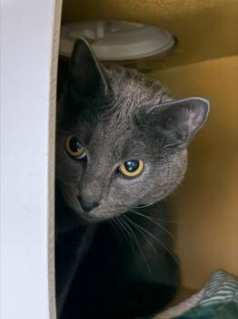 Domestic Short Hair Cats Available for Adoption - Fernando | PetCurious